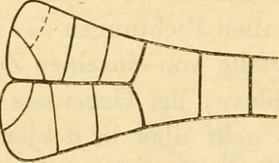 An illustration from Das Mikroskop, Theorie und Anwendung desselben, 1867, leaf 597