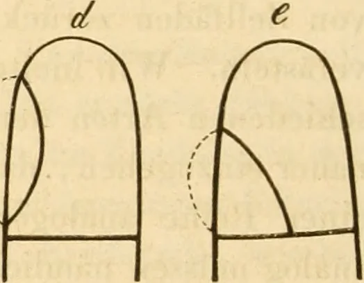 An illustration from Das Mikroskop, Theorie und Anwendung desselben, 1867, leaf 607