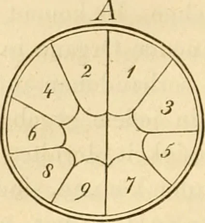 An illustration from Das Mikroskop, Theorie und Anwendung desselben, 1867, leaf 615