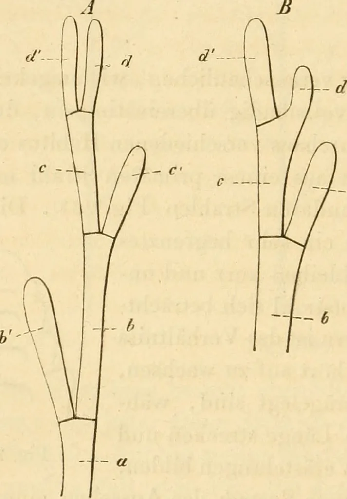 An illustration from Das Mikroskop, Theorie und Anwendung desselben, 1867, leaf 621