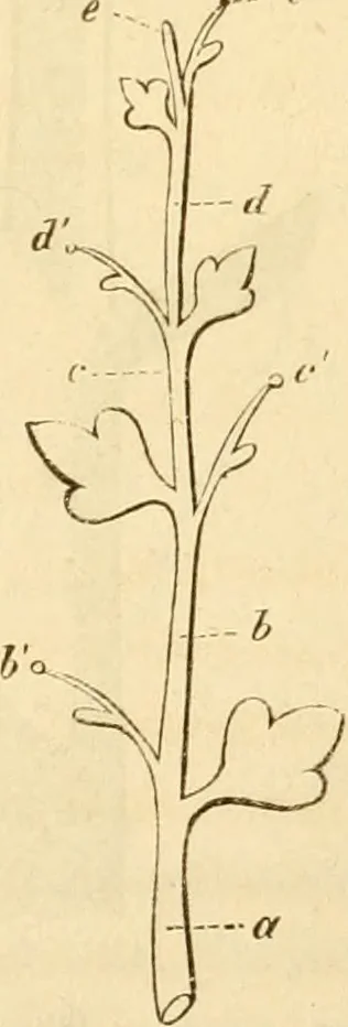An illustration from Das Mikroskop, Theorie und Anwendung desselben, 1867, leaf 622