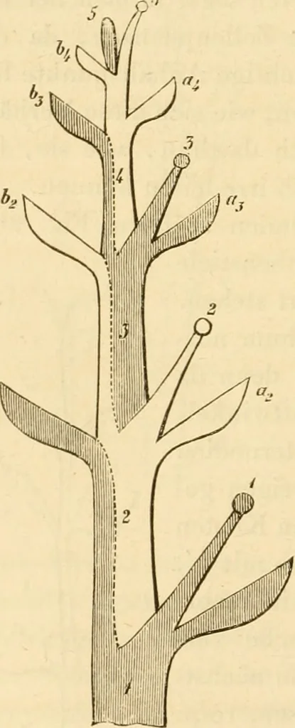 An illustration from Das Mikroskop, Theorie und Anwendung desselben, 1867, leaf 623