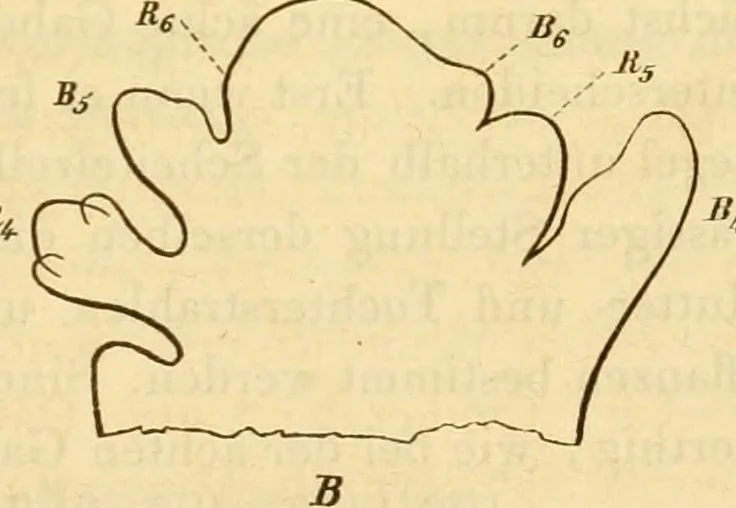 An illustration from Das Mikroskop, Theorie und Anwendung desselben, 1867, leaf 624