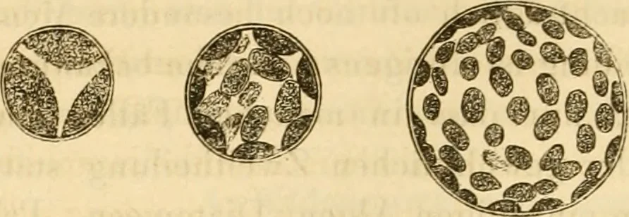 An illustration from Das Mikroskop, Theorie und Anwendung desselben, 1867, leaf 629
