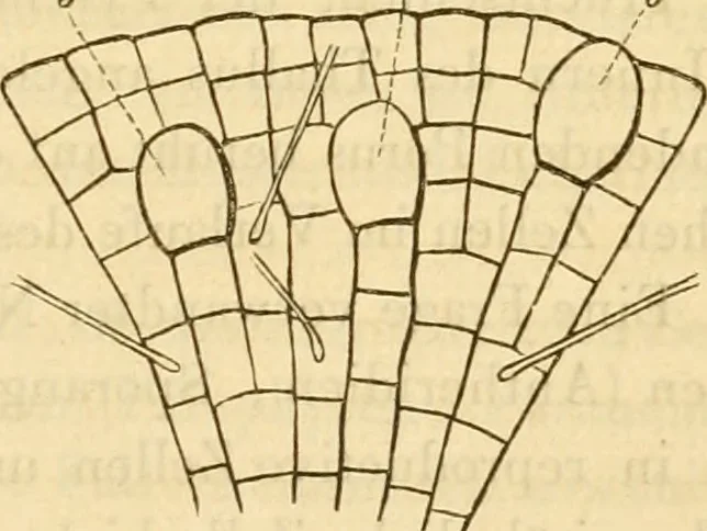 An illustration from Das Mikroskop, Theorie und Anwendung desselben, 1867, leaf 630