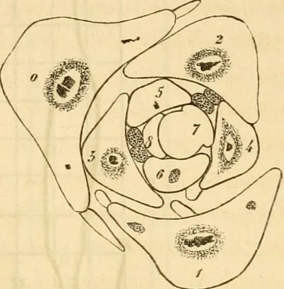 An illustration from Das Mikroskop, Theorie und Anwendung desselben, 1867, leaf 640