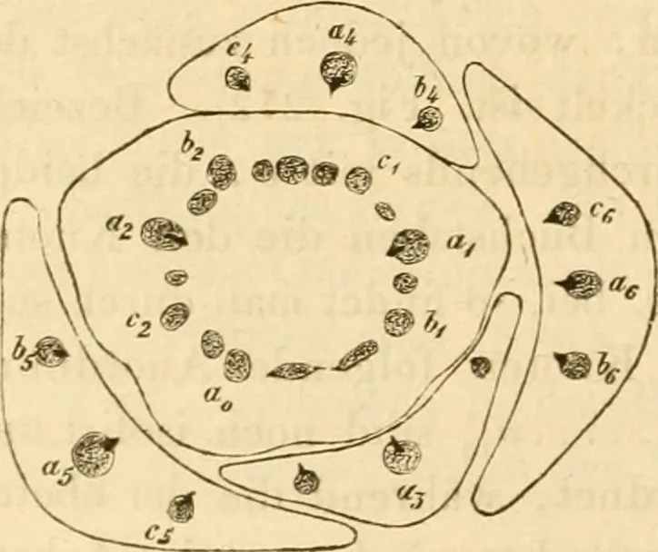 An illustration from Das Mikroskop, Theorie und Anwendung desselben, 1867, leaf 641
