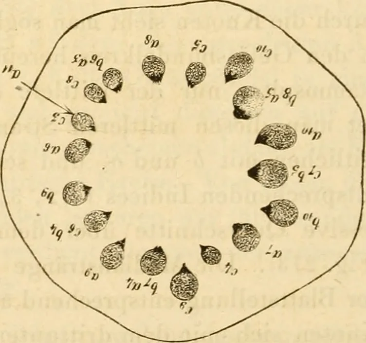 An illustration from Das Mikroskop, Theorie und Anwendung desselben, 1867, leaf 641