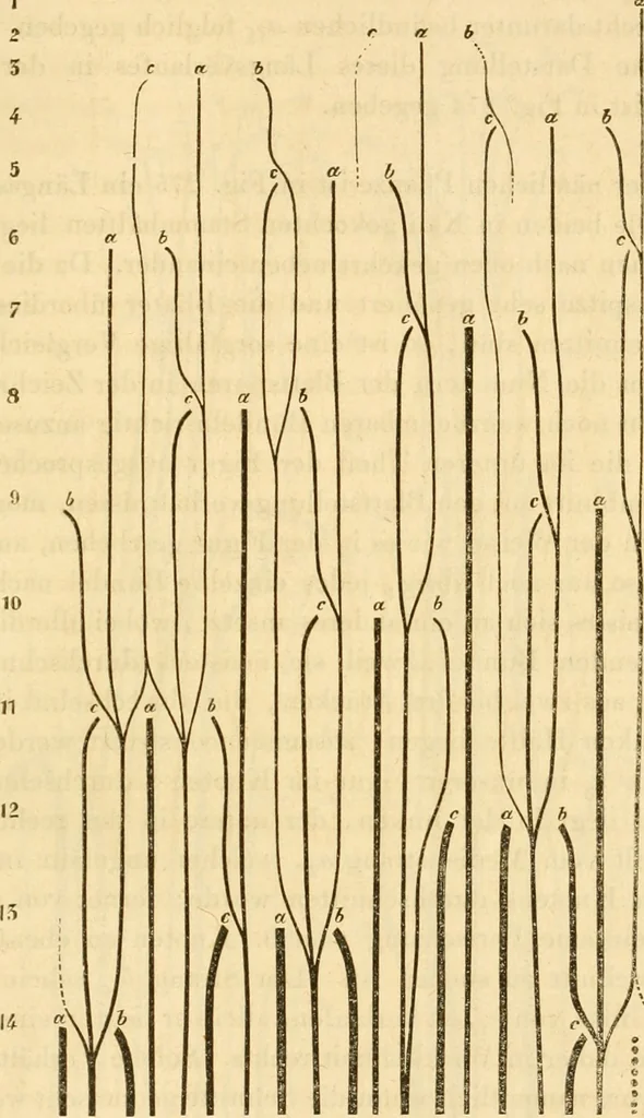 An illustration from Das Mikroskop, Theorie und Anwendung desselben, 1867, leaf 642