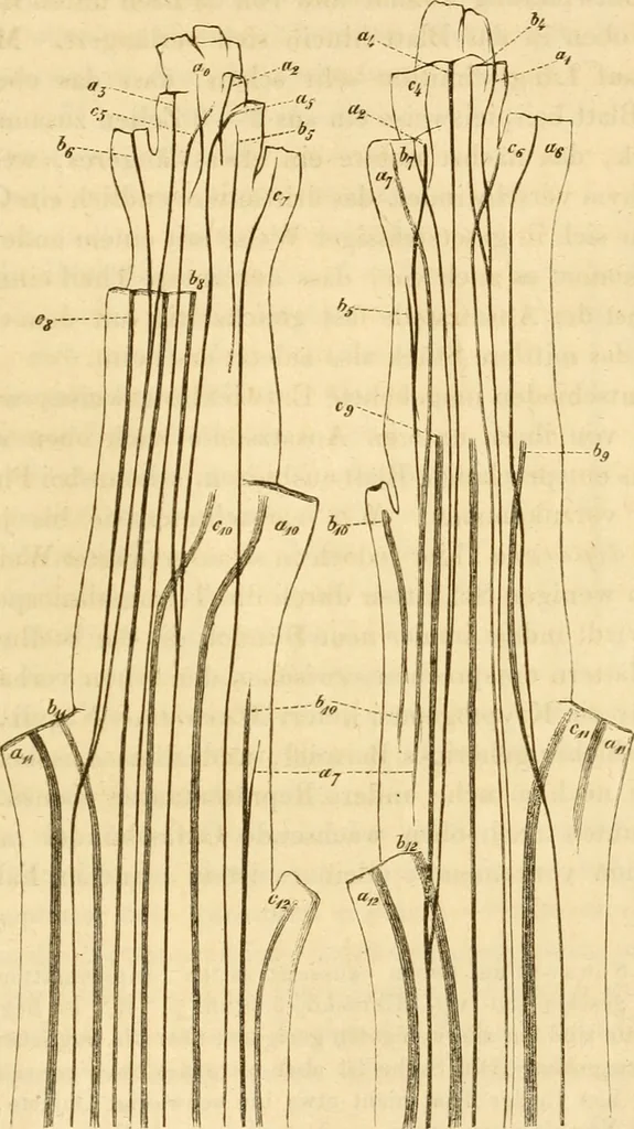 An illustration from Das Mikroskop, Theorie und Anwendung desselben, 1867, leaf 644