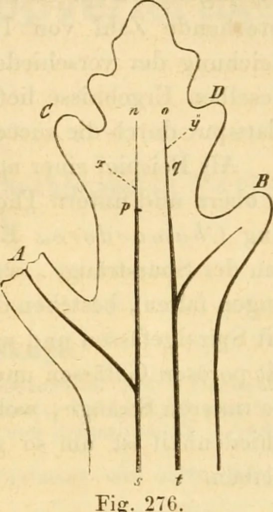 An illustration from Das Mikroskop, Theorie und Anwendung desselben, 1867, leaf 646