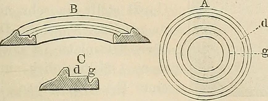 An illustration from Das mikroskop : Theorie, gebrauch, geschichte und gegenwärtiger zustand desselben, 1866, leaf 1038
