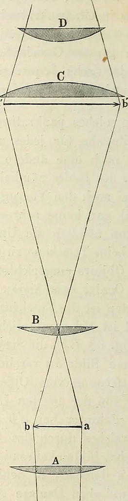 An illustration from Das mikroskop : Theorie, gebrauch, geschichte und gegenwärtiger zustand desselben, 1866, leaf 241