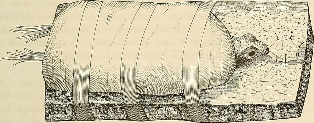 An illustration from Das mikroskop : Theorie, gebrauch, geschichte und gegenwärtiger zustand desselben, 1866, leaf 484