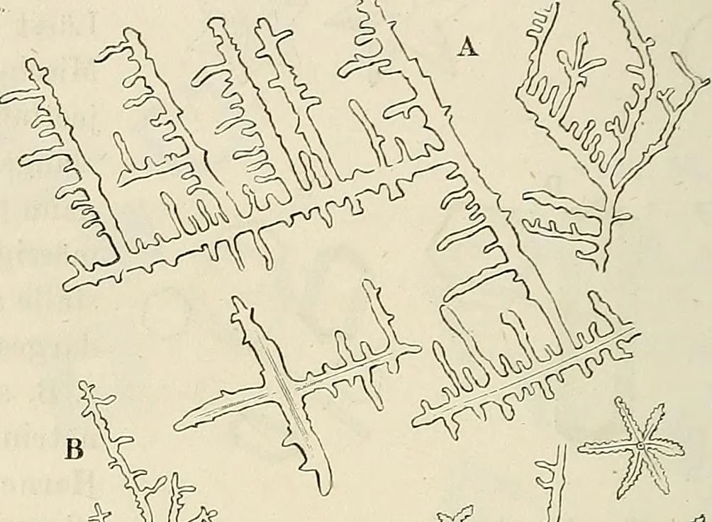 An illustration from Das mikroskop : Theorie, gebrauch, geschichte und gegenwärtiger zustand desselben, 1866, leaf 549