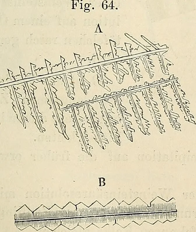 An illustration from Das mikroskop : Theorie, gebrauch, geschichte und gegenwärtiger zustand desselben, 1866, leaf 550