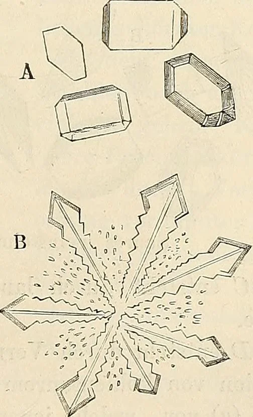 An illustration from Das mikroskop : Theorie, gebrauch, geschichte und gegenwärtiger zustand desselben, 1866, leaf 550