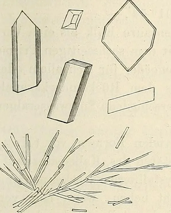 An illustration from Das mikroskop : Theorie, gebrauch, geschichte und gegenwärtiger zustand desselben, 1866, leaf 552