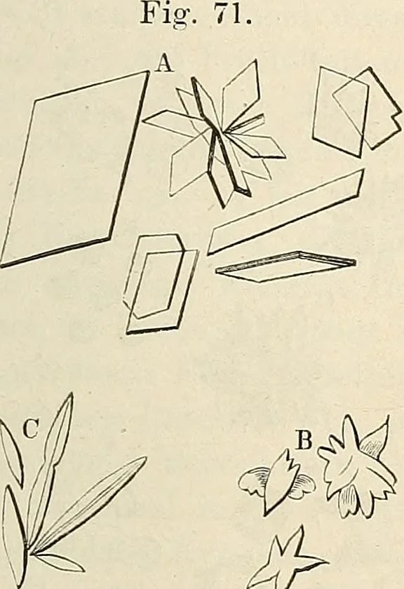 An illustration from Das mikroskop : Theorie, gebrauch, geschichte und gegenwärtiger zustand desselben, 1866, leaf 554
