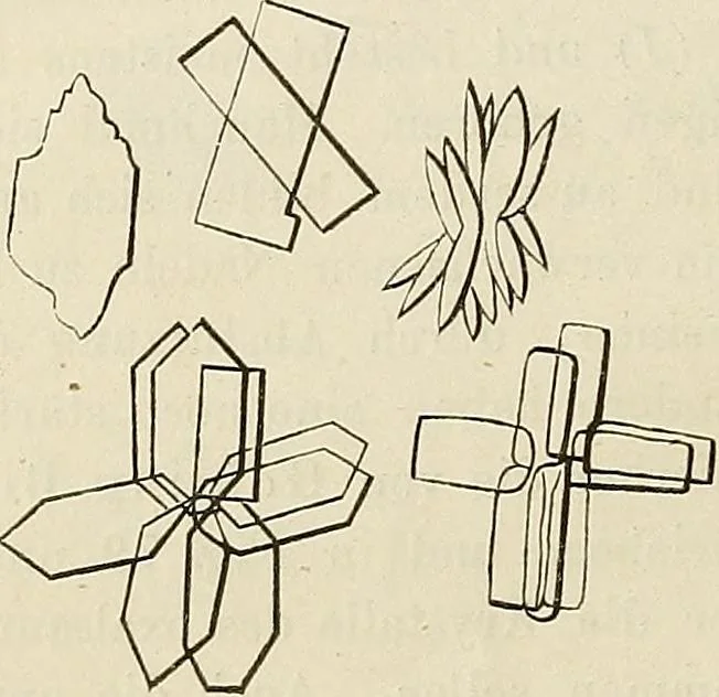An illustration from Das mikroskop : Theorie, gebrauch, geschichte und gegenwärtiger zustand desselben, 1866, leaf 557