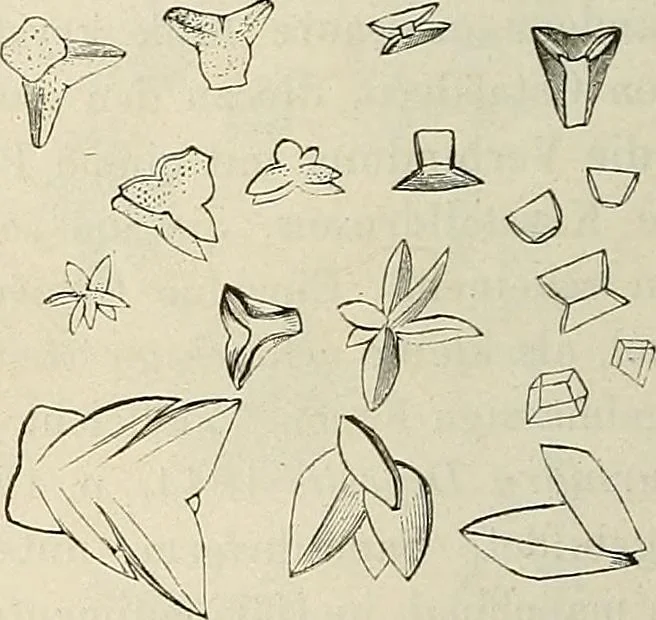 An illustration from Das mikroskop : Theorie, gebrauch, geschichte und gegenwärtiger zustand desselben, 1866, leaf 557