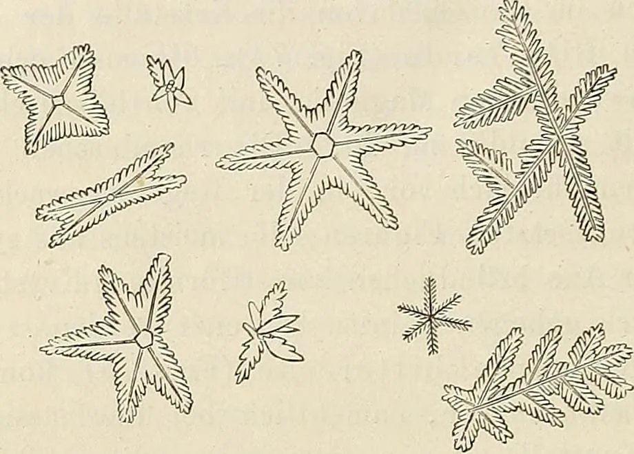 An illustration from Das mikroskop : Theorie, gebrauch, geschichte und gegenwärtiger zustand desselben, 1866, leaf 559
