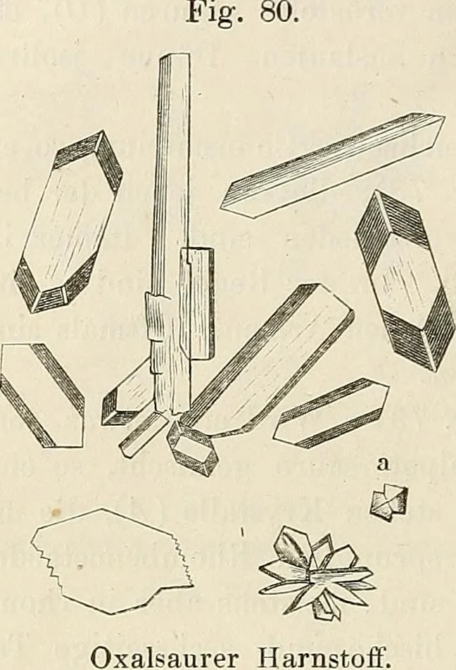 An illustration from Das mikroskop : Theorie, gebrauch, geschichte und gegenwärtiger zustand desselben, 1866, leaf 561