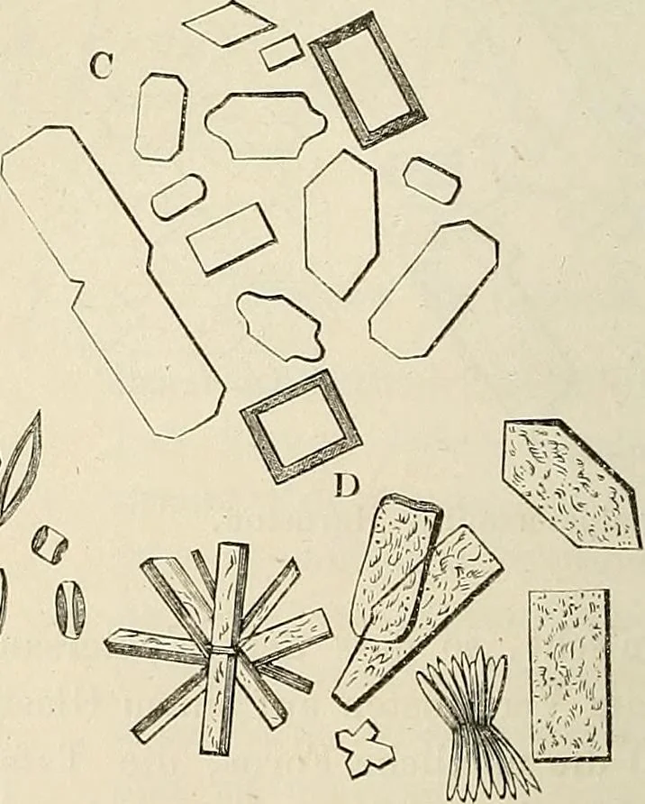 An illustration from Das mikroskop : Theorie, gebrauch, geschichte und gegenwärtiger zustand desselben, 1866, leaf 561