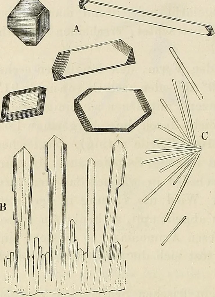 An illustration from Das mikroskop : Theorie, gebrauch, geschichte und gegenwärtiger zustand desselben, 1866, leaf 563