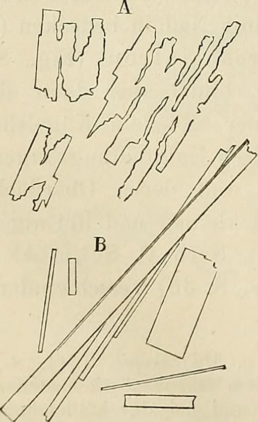 An illustration from Das mikroskop : Theorie, gebrauch, geschichte und gegenwärtiger zustand desselben, 1866, leaf 563
