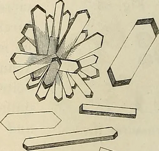 An illustration from Das mikroskop : Theorie, gebrauch, geschichte und gegenwärtiger zustand desselben, 1866, leaf 563