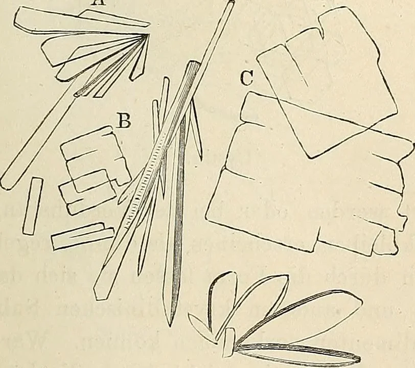An illustration from Das mikroskop : Theorie, gebrauch, geschichte und gegenwärtiger zustand desselben, 1866, leaf 564