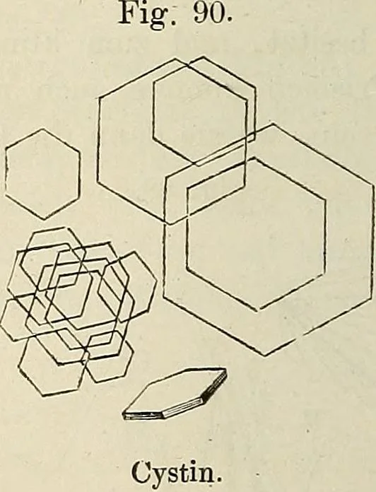 An illustration from Das mikroskop : Theorie, gebrauch, geschichte und gegenwärtiger zustand desselben, 1866, leaf 565