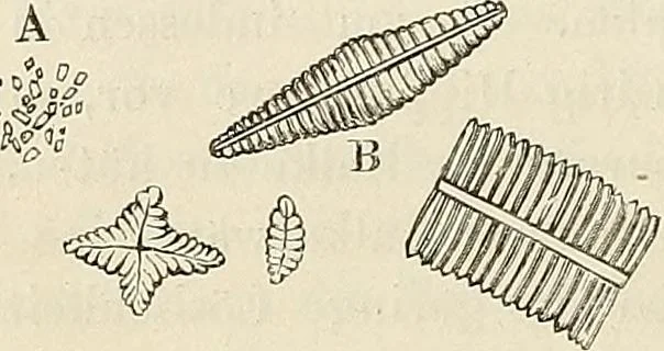 An illustration from Das mikroskop : Theorie, gebrauch, geschichte und gegenwärtiger zustand desselben, 1866, leaf 587