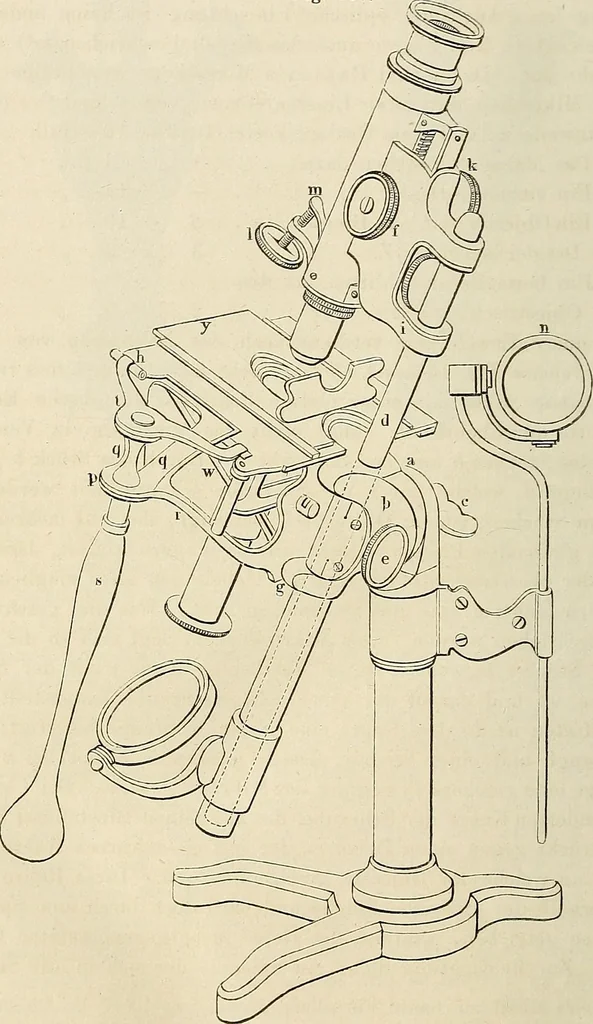 An illustration from Das mikroskop : Theorie, gebrauch, geschichte und gegenwärtiger zustand desselben, 1866, leaf 917