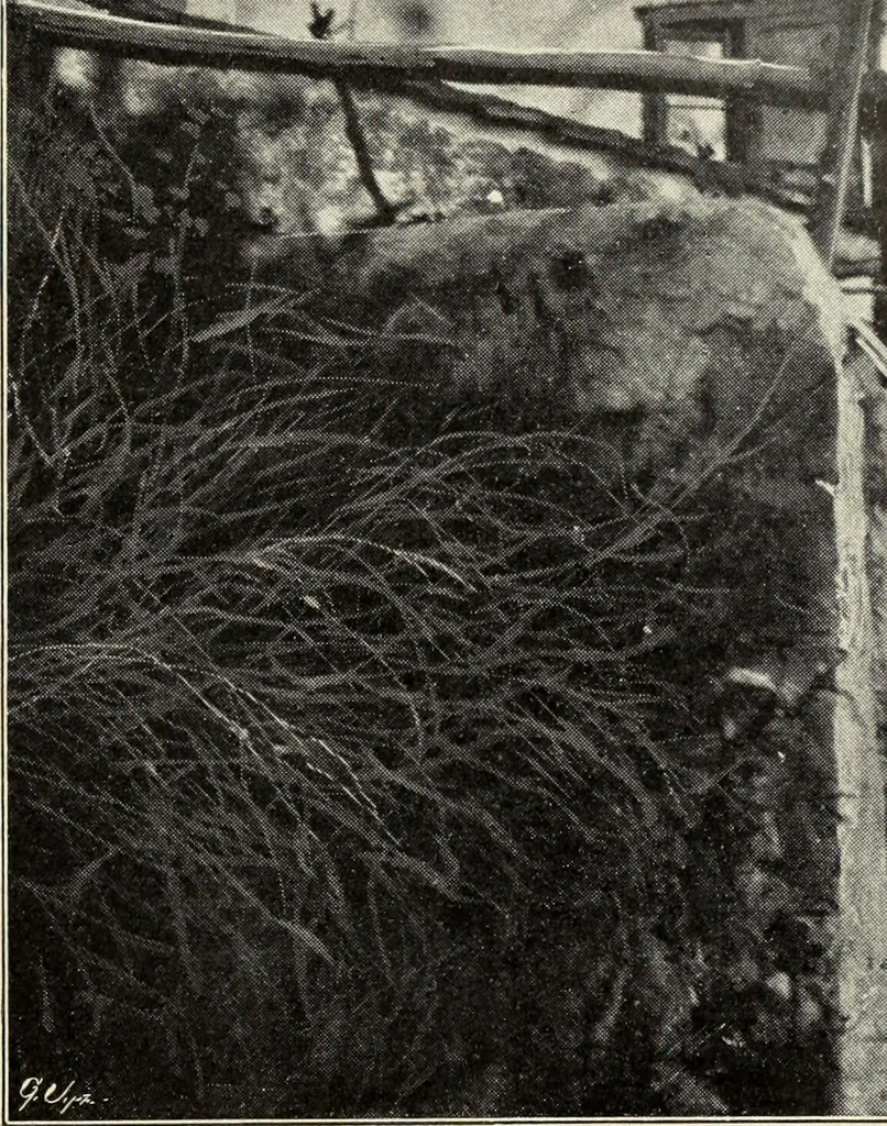 An illustration from Das moderne Landhaus : ein Beitrag zur neuen Baukunst, 1905, leaf 88
