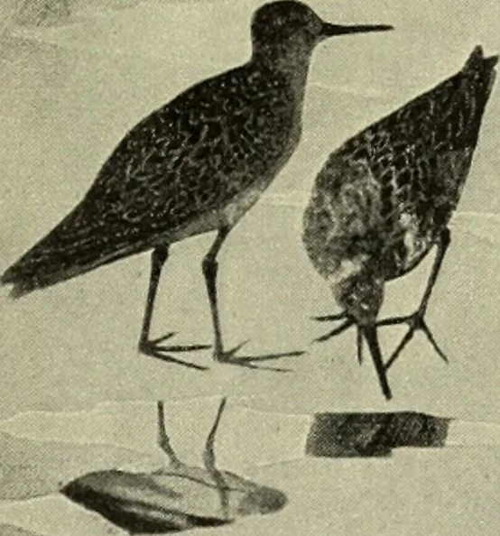 An illustration from Das Porzellan, 1902, leaf 144