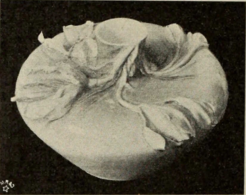 An illustration from Das Porzellan, 1902, leaf 151