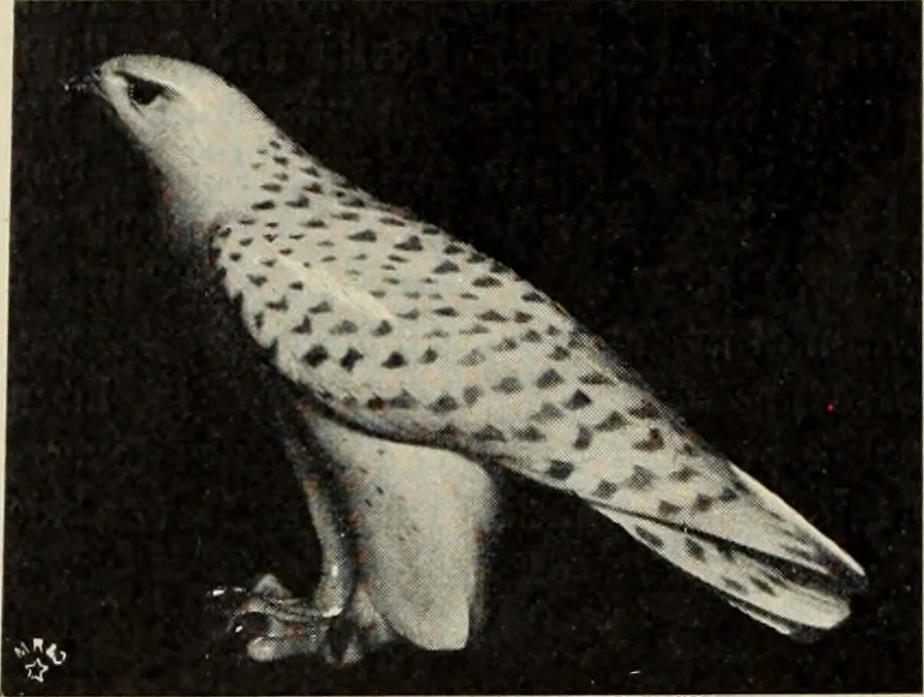 An illustration from Das Porzellan, 1902, leaf 167