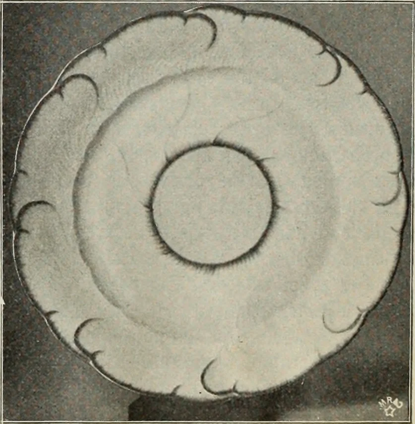 An illustration from Das Porzellan, 1902, leaf 93