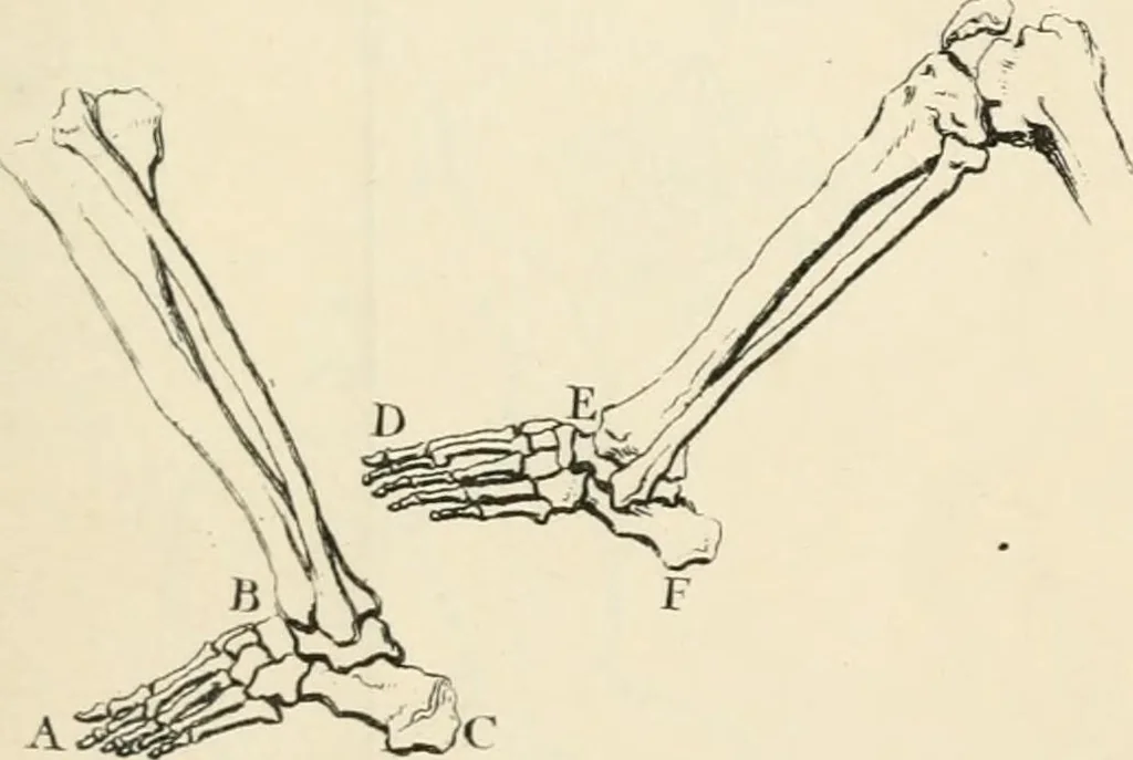 An illustration from A treatise on painting, 1835, leaf 353