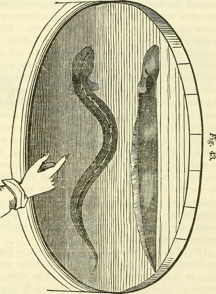 An illustration from Davis's manual of magnetism : including galvanism, magnetism, electro-magnetism, electro-dynamics, magneto-electricity, and thermo-electricity, 1854, leaf 102
