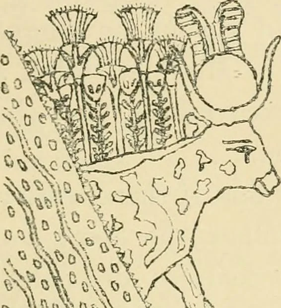 An illustration from The dawn of astronomy; a study of the temple-worship and mythology of the ancient Egyptians, 1894, leaf 239