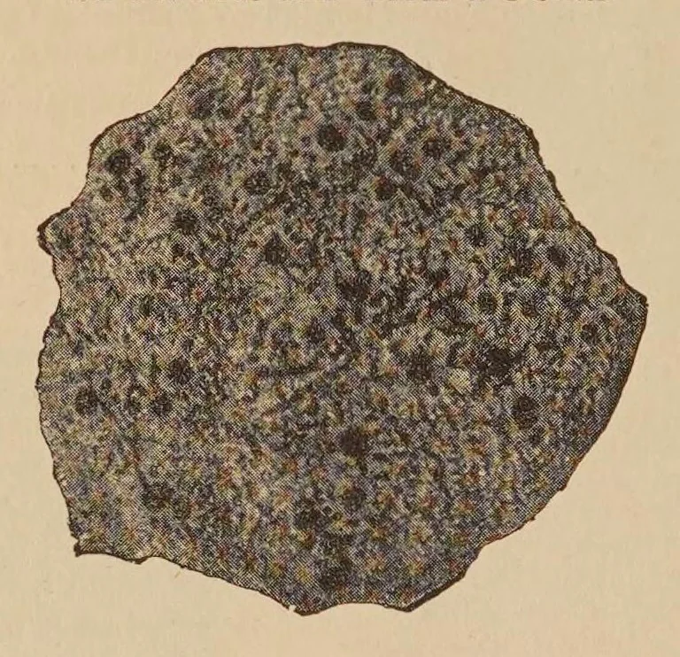 An illustration from "Dealers' list prices and catalogue, March 27, 1922, 1920, leaf 58