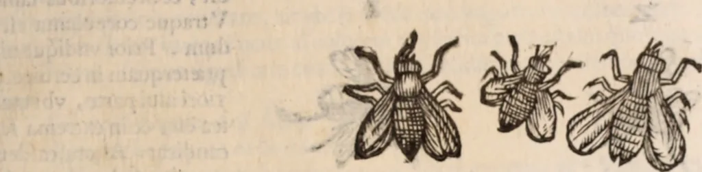 An illustration from De animalibus insectis libri septem : cum singulorum iconibus ad viuum expressis / autore Ulysse Aldrovando ... ; ad sereniss: Franc. Mariam Secundum ..., 1602, leaf 206