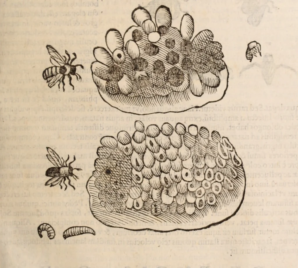 An illustration from De animalibus insectis libri septem : cum singulorum iconibus ad viuum expressis / autore Ulysse Aldrovando ... ; ad sereniss: Franc. Mariam Secundum ..., 1602, leaf 206