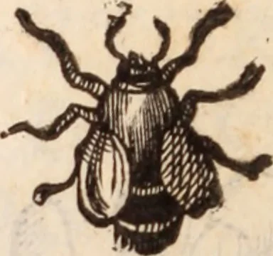 An illustration from De animalibus insectis libri septem : cum singulorum iconibus ad viuum expressis / autore Ulysse Aldrovando ... ; ad sereniss: Franc. Mariam Secundum ..., 1602, leaf 207