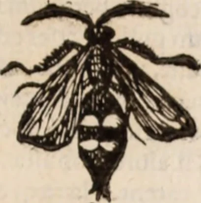 An illustration from De animalibus insectis libri septem : cum singulorum iconibus ad viuum expressis / autore Ulysse Aldrovando ... ; ad sereniss: Franc. Mariam Secundum ..., 1602, leaf 218