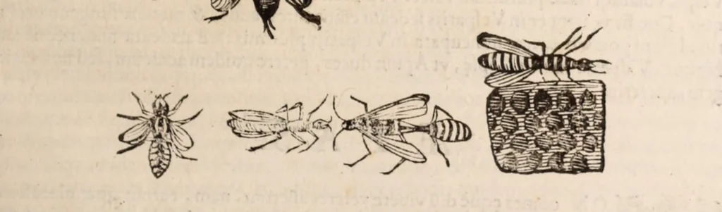 An illustration from De animalibus insectis libri septem : cum singulorum iconibus ad viuum expressis / autore Ulysse Aldrovando ... ; ad sereniss: Franc. Mariam Secundum ..., 1602, leaf 218