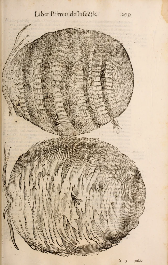 An illustration from De animalibus insectis libri septem : cum singulorum iconibus ad viuum expressis / autore Ulysse Aldrovando ... ; ad sereniss: Franc. Mariam Secundum ..., 1602, leaf 224